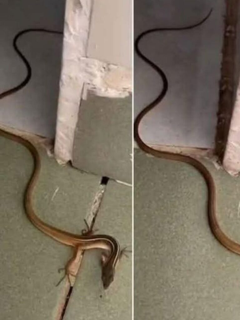 What to Do If You Find a Snake