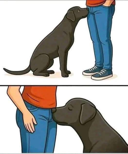 If your dog is sniffing your genital area