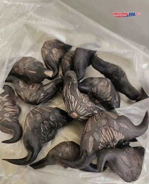 My neighbor gave me a bag of these.anyone know what they are? How do you eat them?