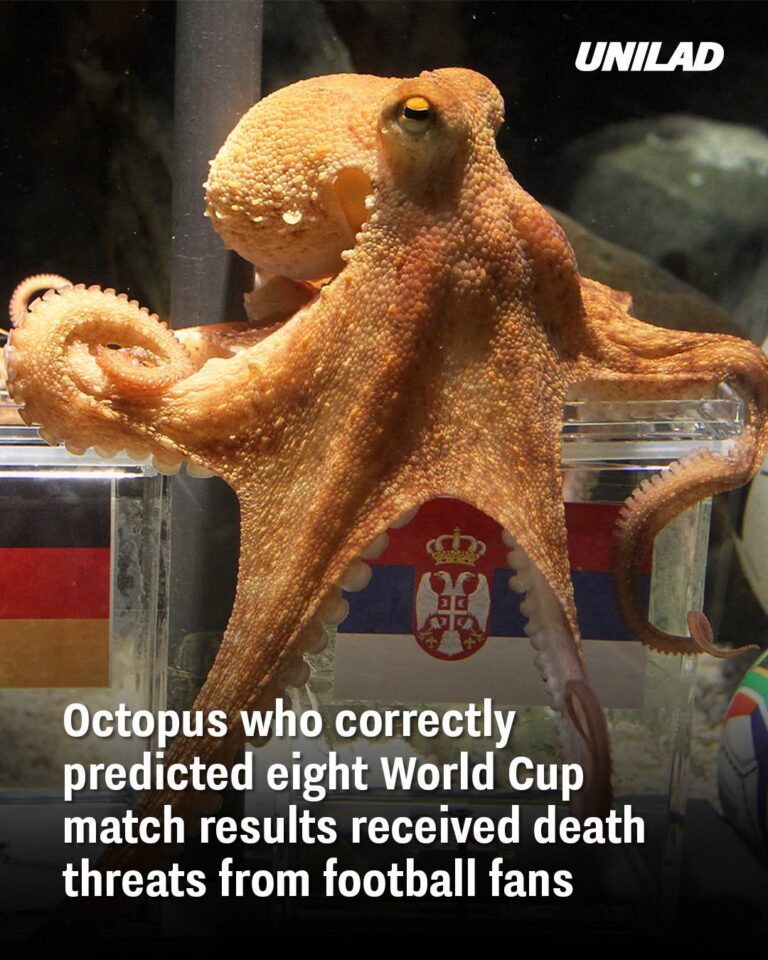Octopus who correctly predicted eight World Cup match results received death threats from football fans