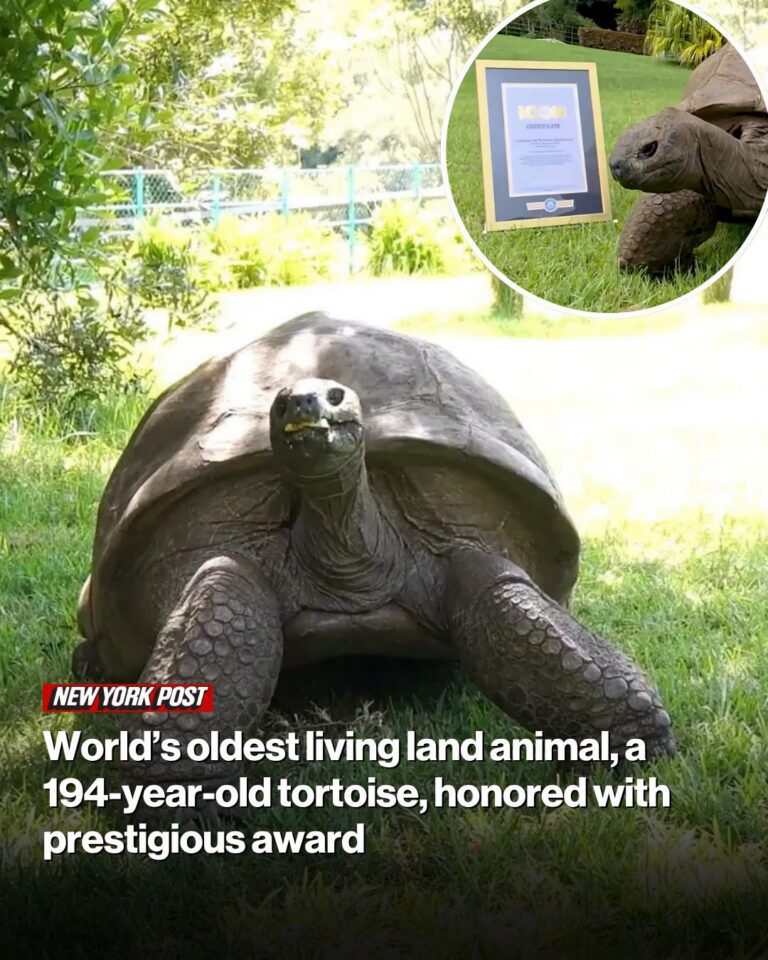 World News World’s oldest living land animal, a 194-year-old tortoise, honored with prestigious award
