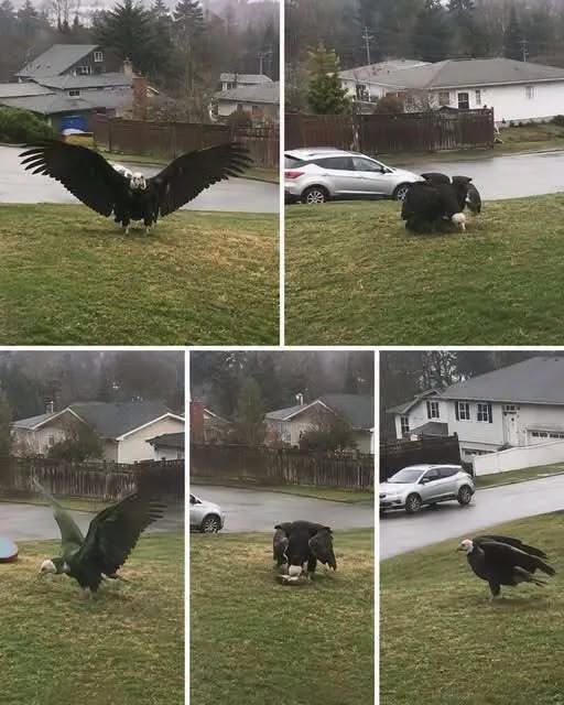 Giant Eagle Captured In Bro