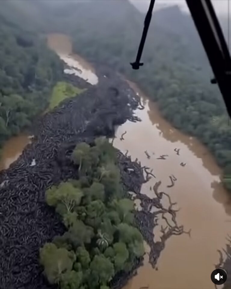 BREAKING NEWS – OMG ! Unbelievable footage from the Amazon… See more