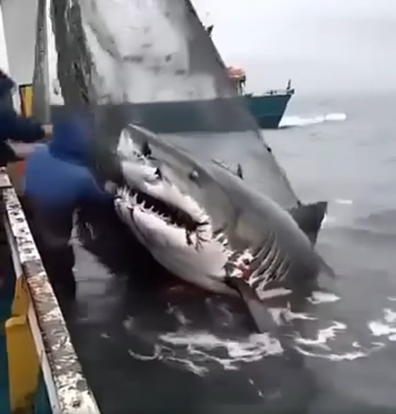 They Tried to Rescue the Shark… But Seconds Later, It Did the Unthinkable. Watch