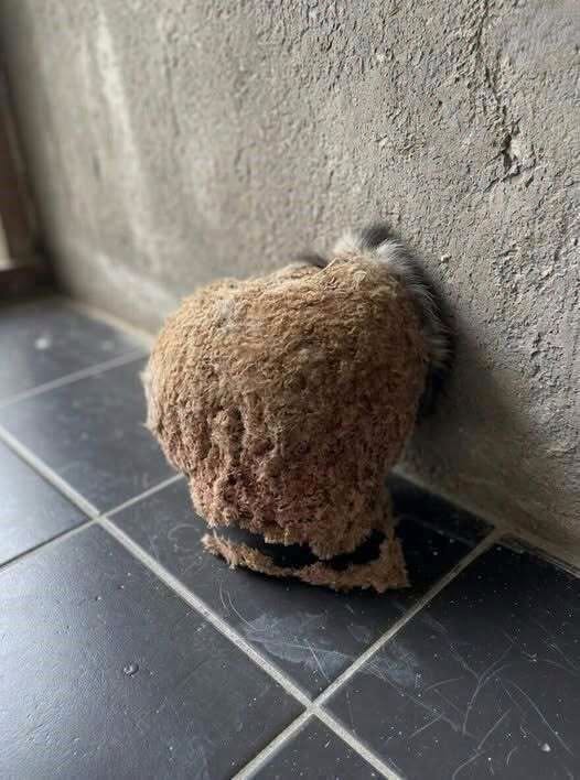 Man Thinks He Found “Hornets” Nest In Attic – Turns Pale When He Realizes What’s Inside