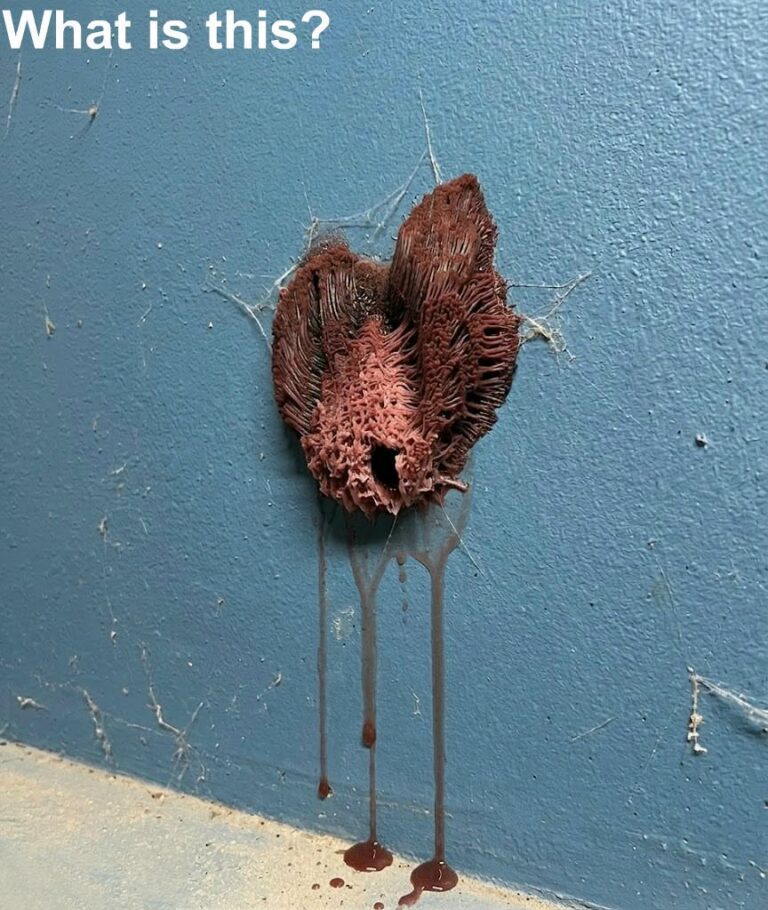 In the evening, I went into the garage and saw this on the wall.