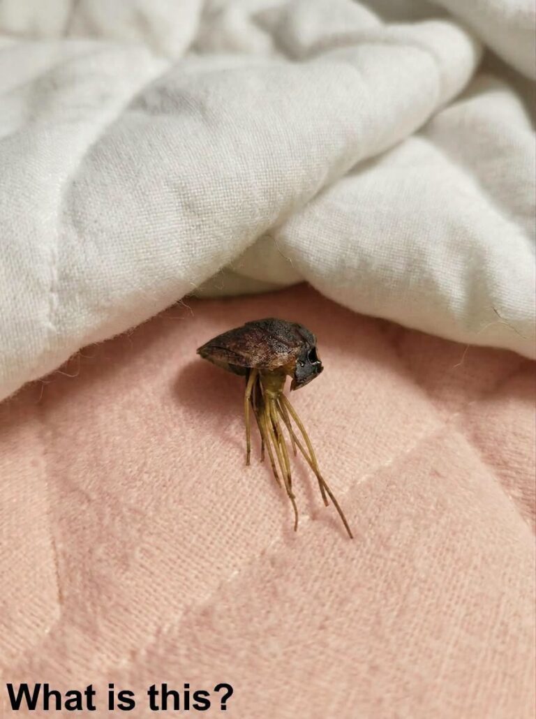 PURE HORROR UNDER MY BLANKET: I Pulled Back the Sheets to Find a Nightmare Crawling in My Bed!
